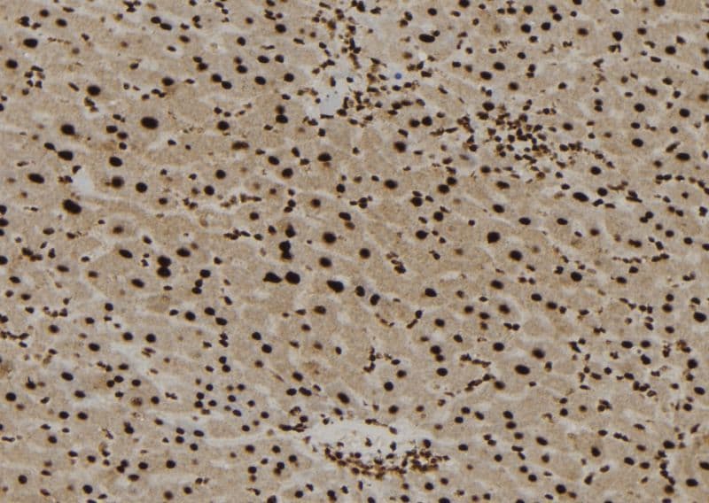 AIFM1 / AIF / PDCD8 Antibody