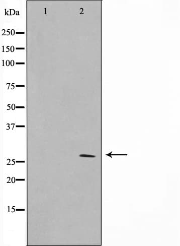 SIX6 Antibody