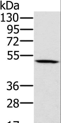 PSMC2 / RPT1 Antibody