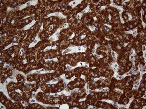 DECR1 Antibody (clone OTI5D6)