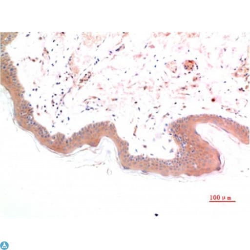 SMAD3 Antibody