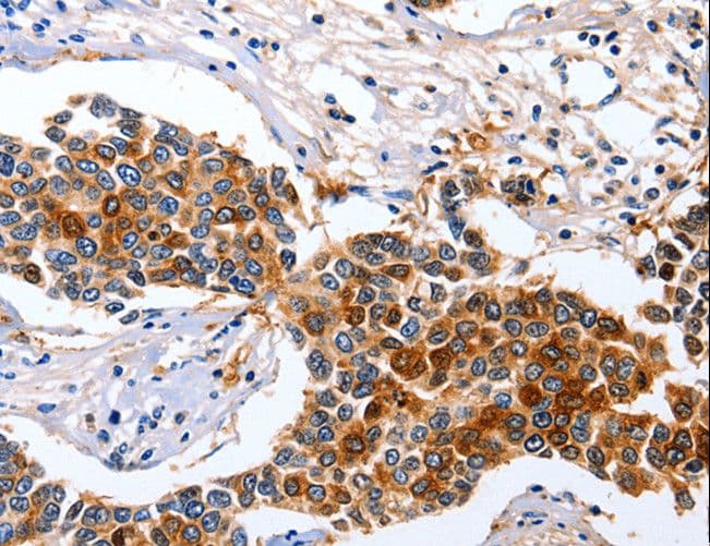 GFER Antibody