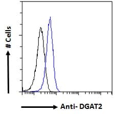 IHC-plus™ DGAT2 Antibody (aa303-316)