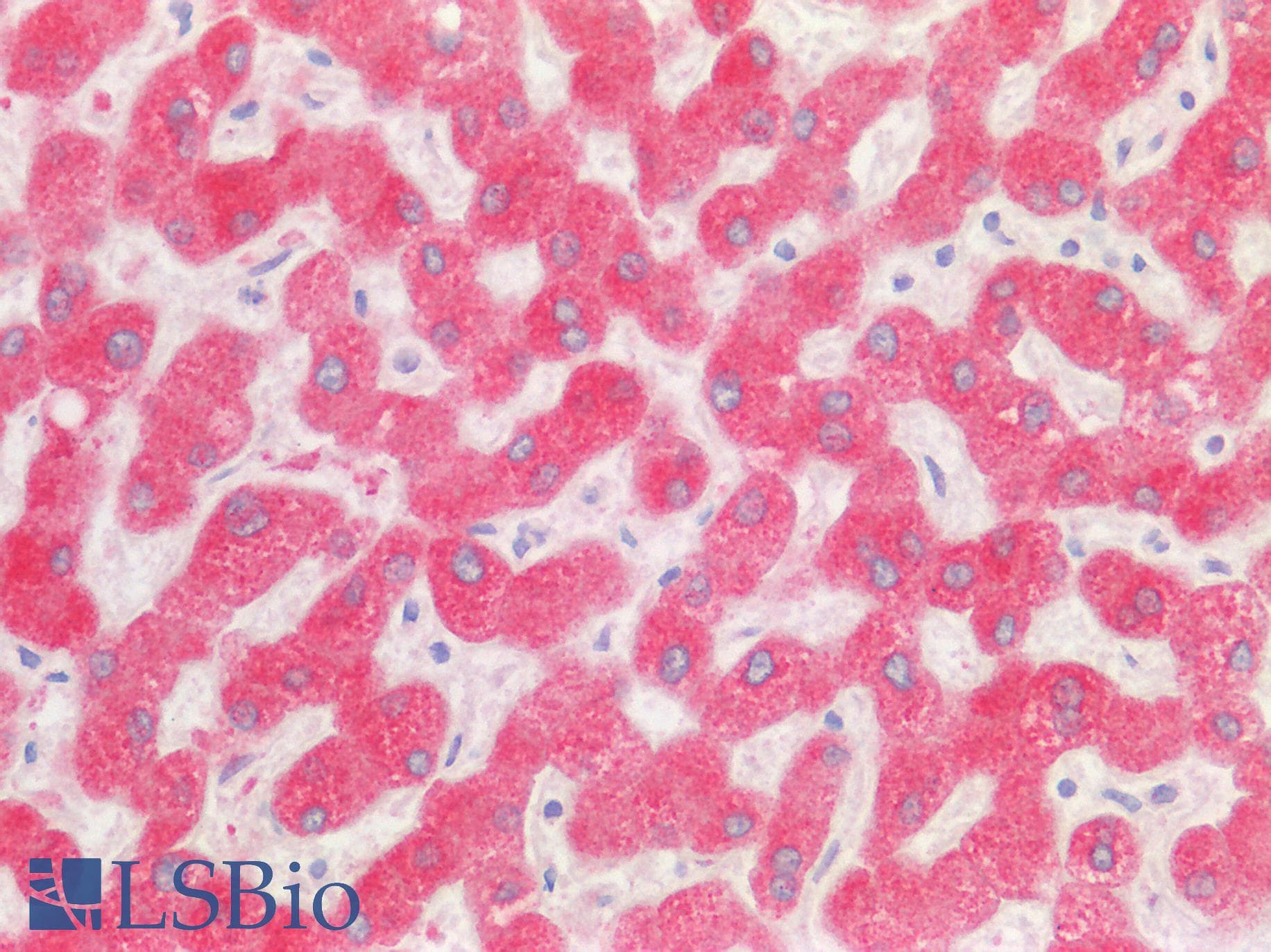 USP30 Antibody (aa141-190)