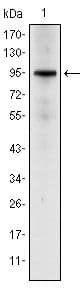 NR3C1/Glucocorticoid Receptor Antibody (clone 6E6)
