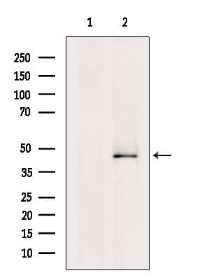 GNAQ Antibody