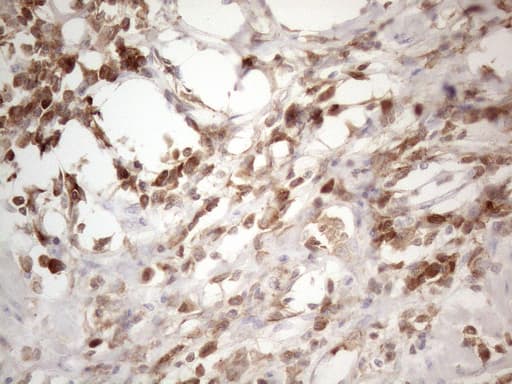 SFRP2 Antibody (aa25-295, clone OTI6E1)