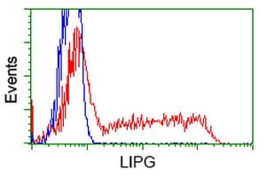 LIPG / Endothelial Lipase Antibody (clone OTI7C2)