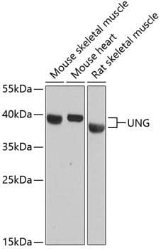 UNG / Uracil DNA Glycosylase Antibody