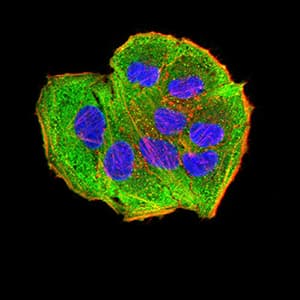 AEBP2 Antibody (clone 2D7B6)