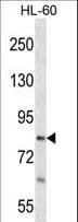RTF1 Antibody (aa482-510)