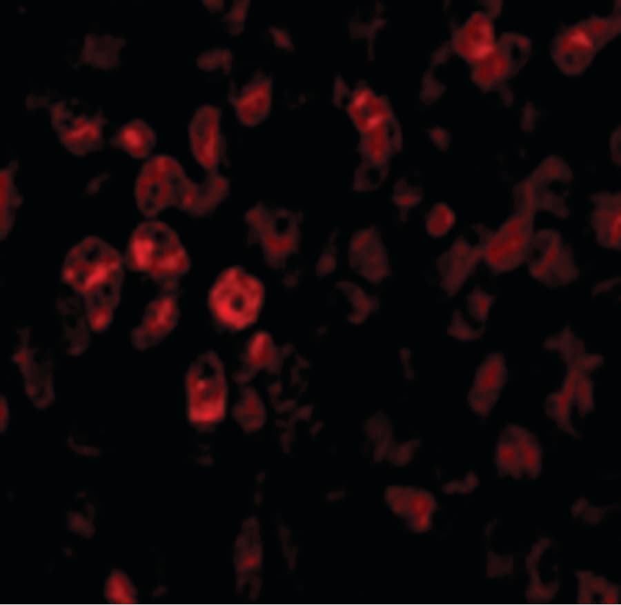 IHC-plus™ SCO2 Antibody