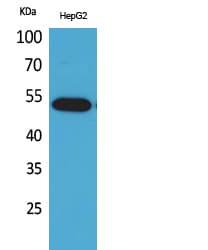 LILRA2 / CD85h / ILT1 Antibody