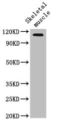 OFD1 Antibody