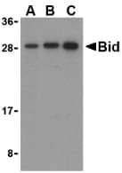 IHC-plus™ BID Antibody