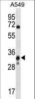 Polyclonal Rabbit anti-Human SLC25A53 / MCART6 Antibody (aa279-307, WB)