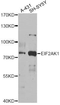 EIF2AK1 Antibody