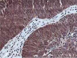 TIP48 / RUVBL2 Antibody (clone OTI1A6)