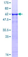 Human TEAD3 Protein (Recombinant GST)