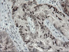 TLE1 / TLE 1 Antibody (clone OTI3H3)