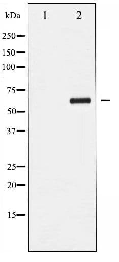CCNB1 / Cyclin B1 Antibody (phospho-Ser147)