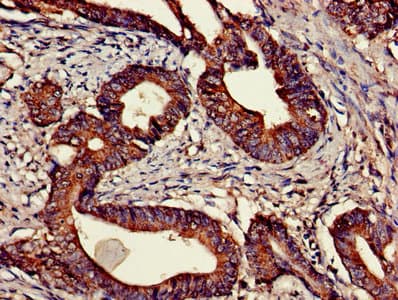 CNTFR Antibody