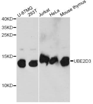UBE2D3 / UBCH5C Antibody