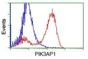 BCAP / PIK3AP1 Antibody (clone OTI7B12)