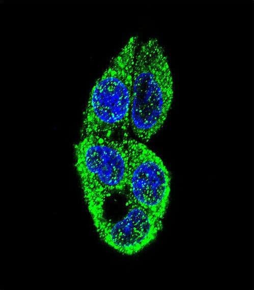 Monoclonal Mouse anti-Human MASTL / GW Antibody (IF, WB)