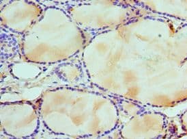 WDR5 Antibody (aa1-334)
