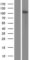ZNF185 Protein (Over-Expression Lysate Myc-DDK (Flag))