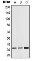 CGREF1 Antibody (C-Terminus)