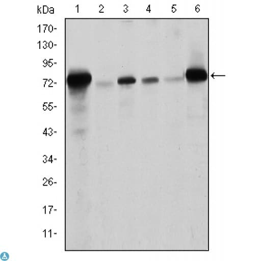 LMNA / Lamin A+C Antibody