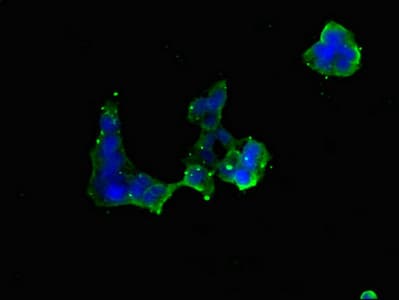 RMA1 / RNF5 Antibody