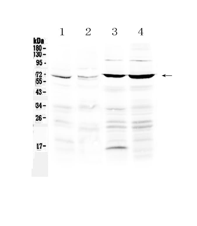 PPARG / PPAR Gamma Antibody