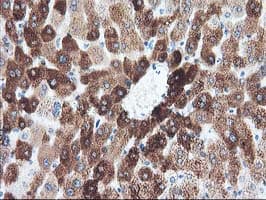 IHC-plus™ CYP1A2 Antibody (clone 2C6)