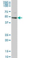 KHDRBS1 / SAM68 Antibody (clone 1A4)