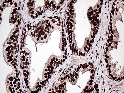 ZRANB2 / ZNF265 Antibody (aa95-320, clone OTI2E3, Carrier-free)