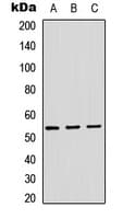 ADAMDEC1 Antibody (Internal)