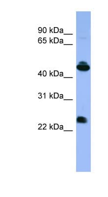 Opsin Antibody (C-Terminus)