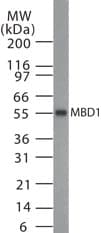 MBD1 Antibody (aa98-113)