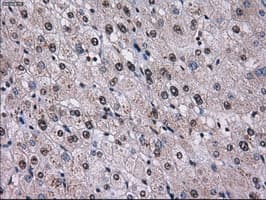 Monoclonal Mouse anti-Human ID3 Antibody (clone OTI12C7, IHC, IF, WB)