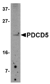 PDCD5 Antibody