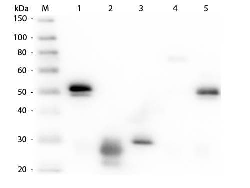 Polyclonal Rat Anti-Rabbit IgG Secondary Antibody (IHC, WB)