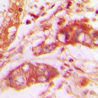 VGF Antibody (C-Terminus)