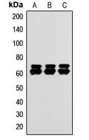 PAK1 + PAK2 + PAK3 Antibody (C-Terminus)