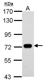 SAMHD1 Antibody (aa122-451)