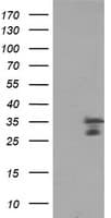 MLF2 Antibody (clone OTI1A2, Carrier-free)