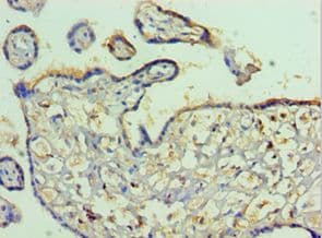 PVR / CD155 Antibody (aa220-345)