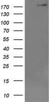 DOCK8 Antibody (clone OTI5C4, Carrier-free)